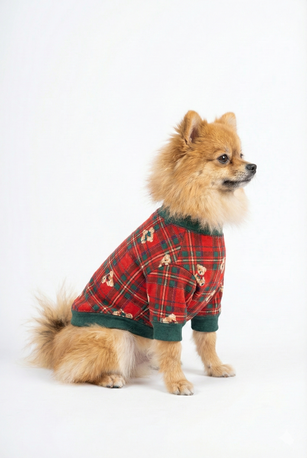 Pomeranian cinsi köpek için yılbaşı temalı kırmızı köpek kıyafeti.