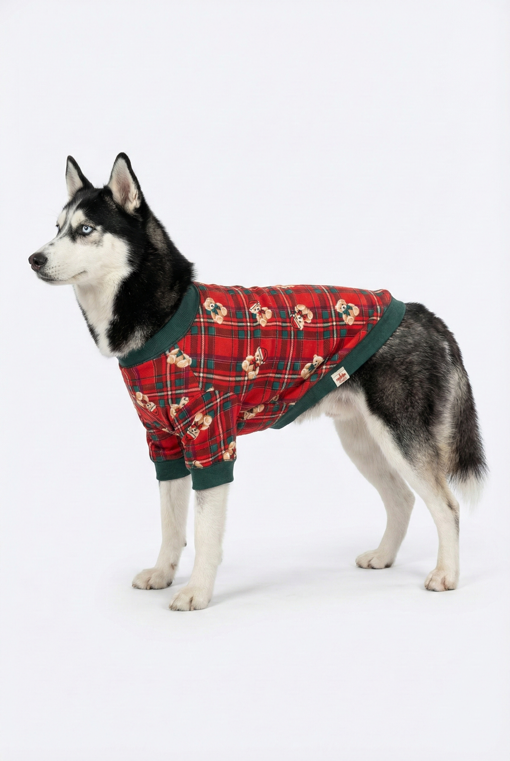 Husky cinsi büyük köpek üzerinde kırmızı ekose ayıcıklı NobleDog sweatshirt.