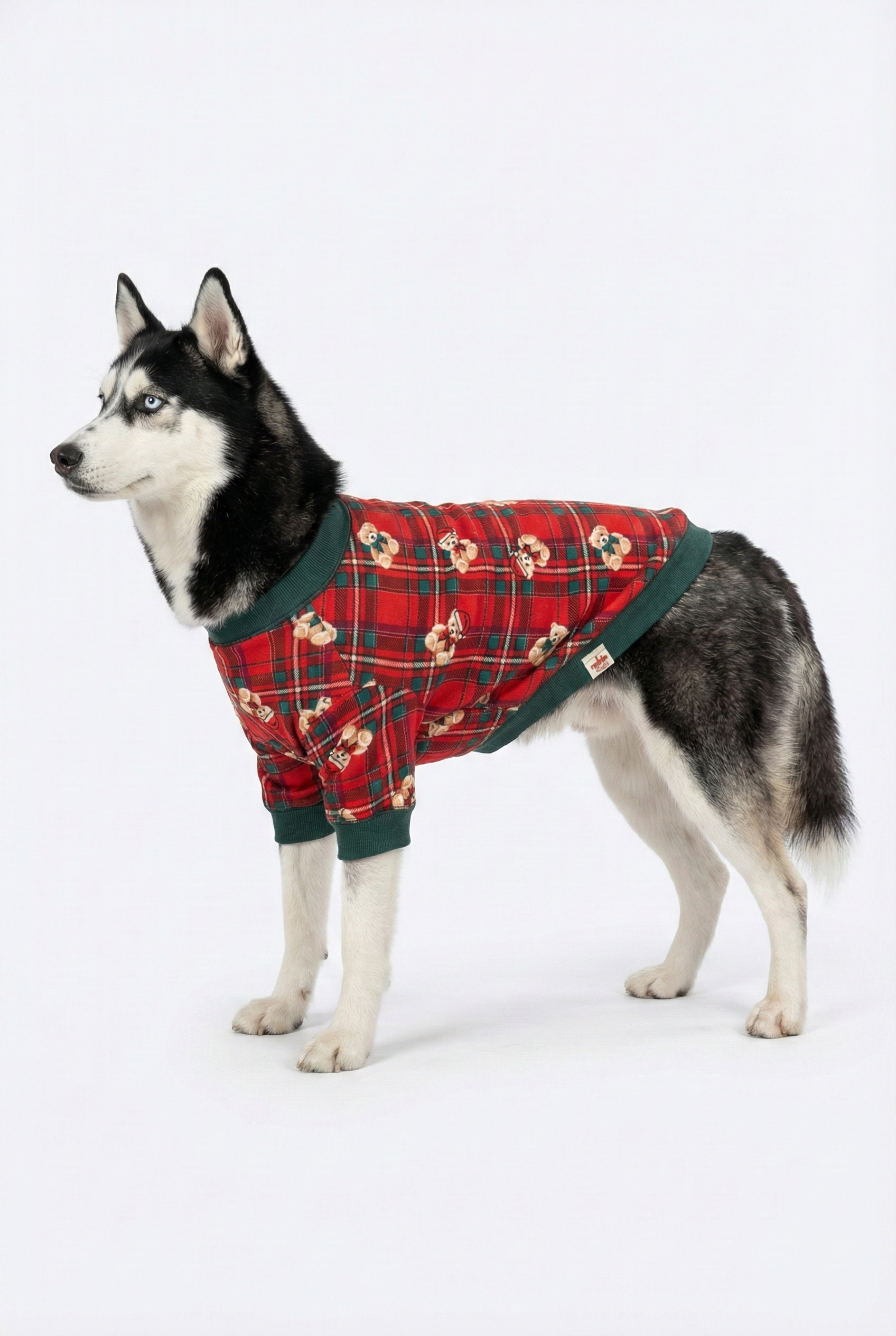 Husky cinsi büyük köpek üzerinde kırmızı ekose ayıcıklı NobleDog sweatshirt.