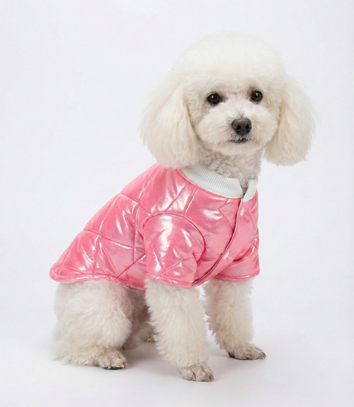 Pembe parlak köpek montu giyen beyaz Poodle, şık kışlık köpek kıyafeti.