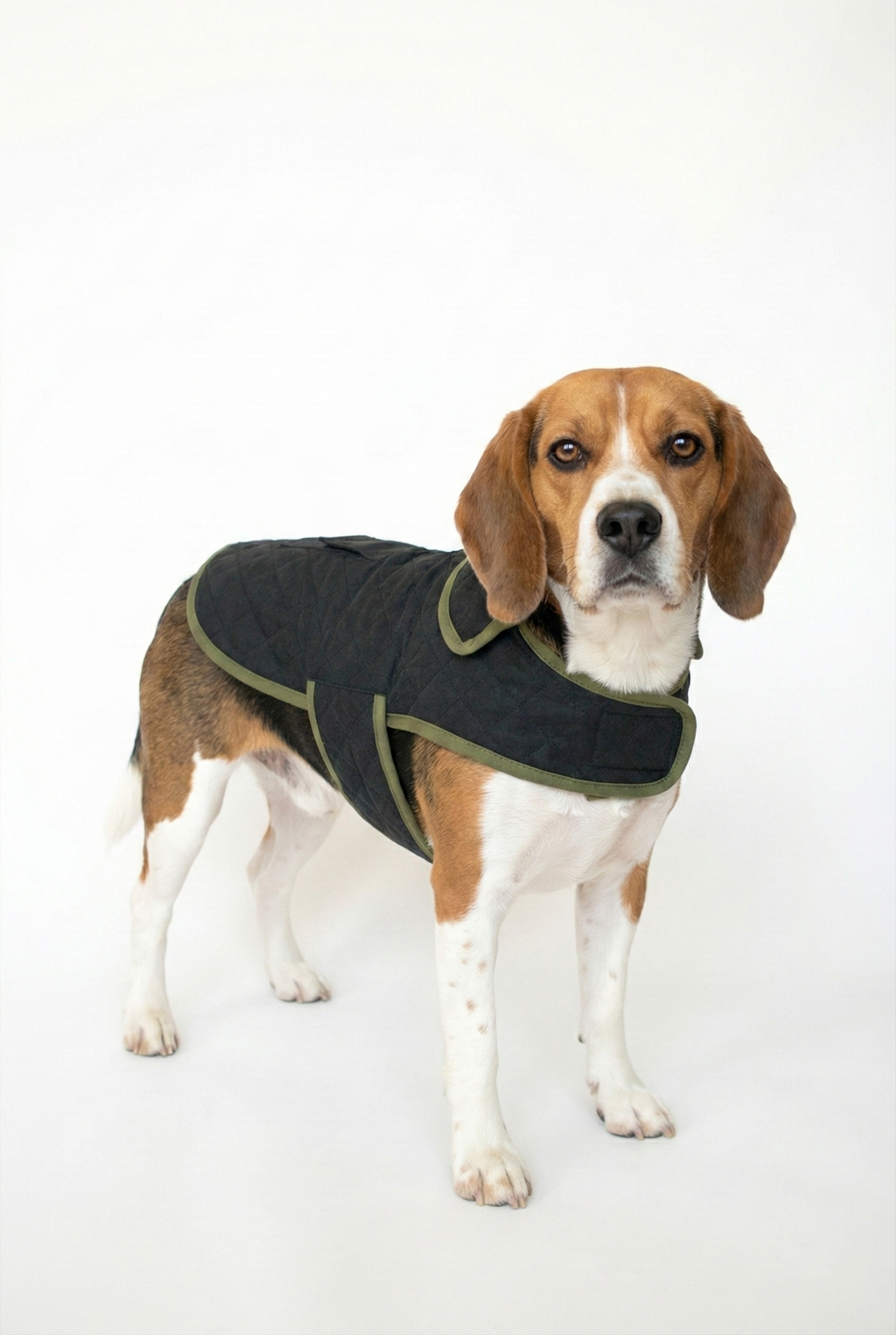 Beagle ırkı köpek üzerinde NobleDog siyah kapitone mont rahat kesim köpek ceketi