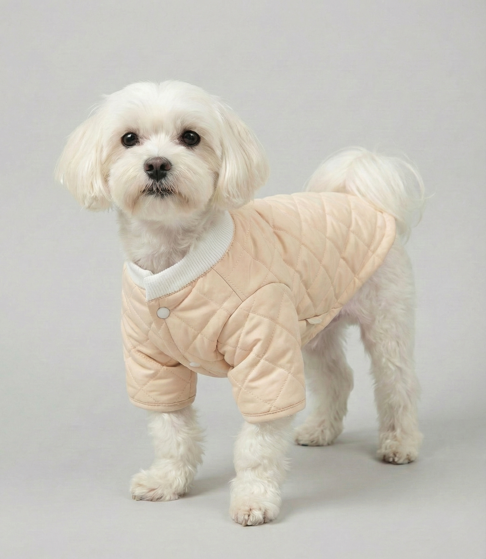 Küçük ırk beyaz köpek üzerinde somon rengi NobleDog kapitone ceket.