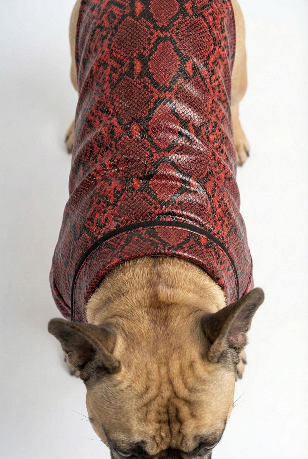 Kaliteli suni deri köpek kıyafeti kumaş ve dikiş detayı