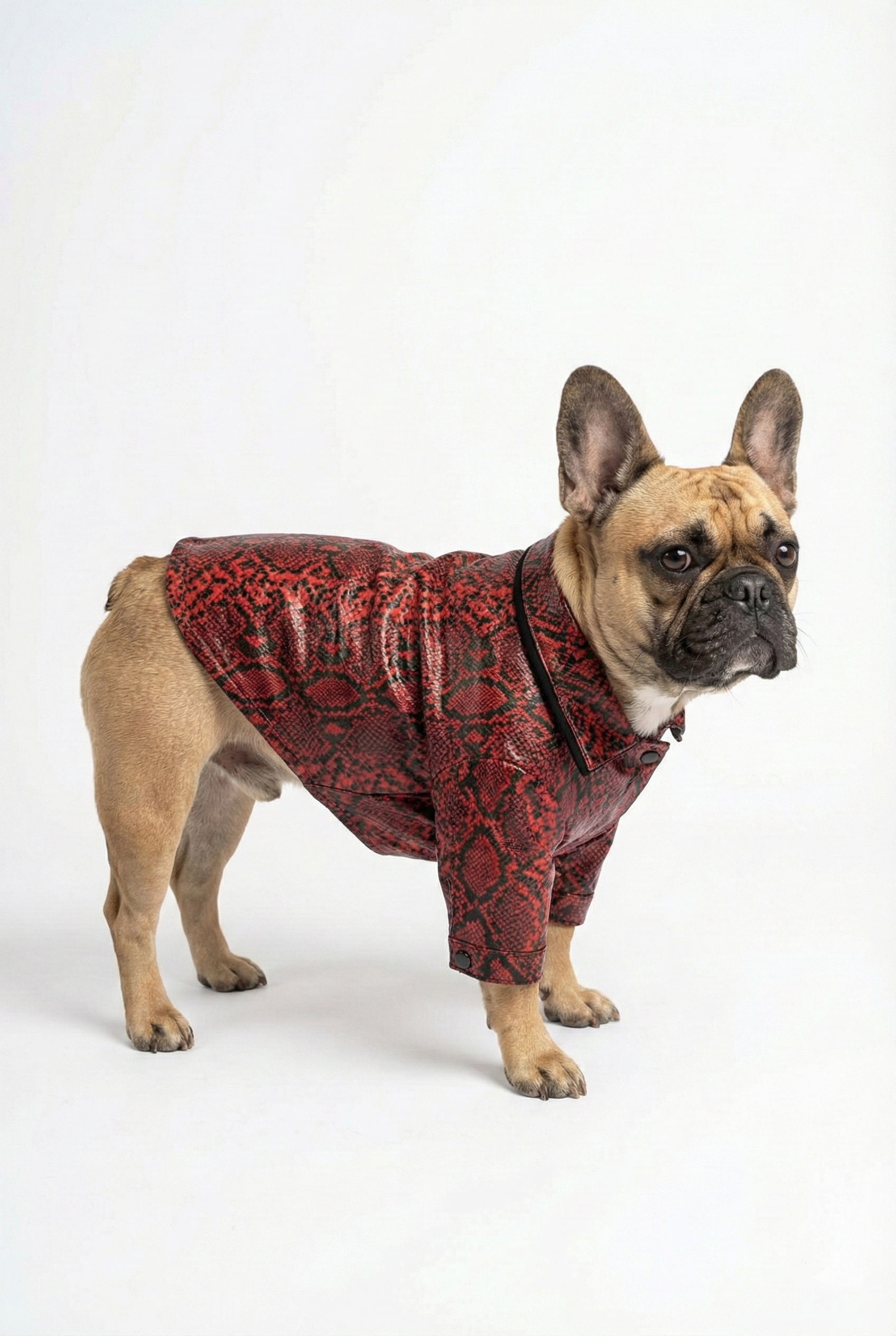 Kırmızı ve siyah yılan desenli köpek montu sırt detayı