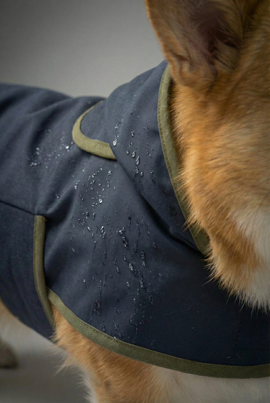 RainGuard Serisi: Su İtici Kumaş Köpek Yağmurluğu