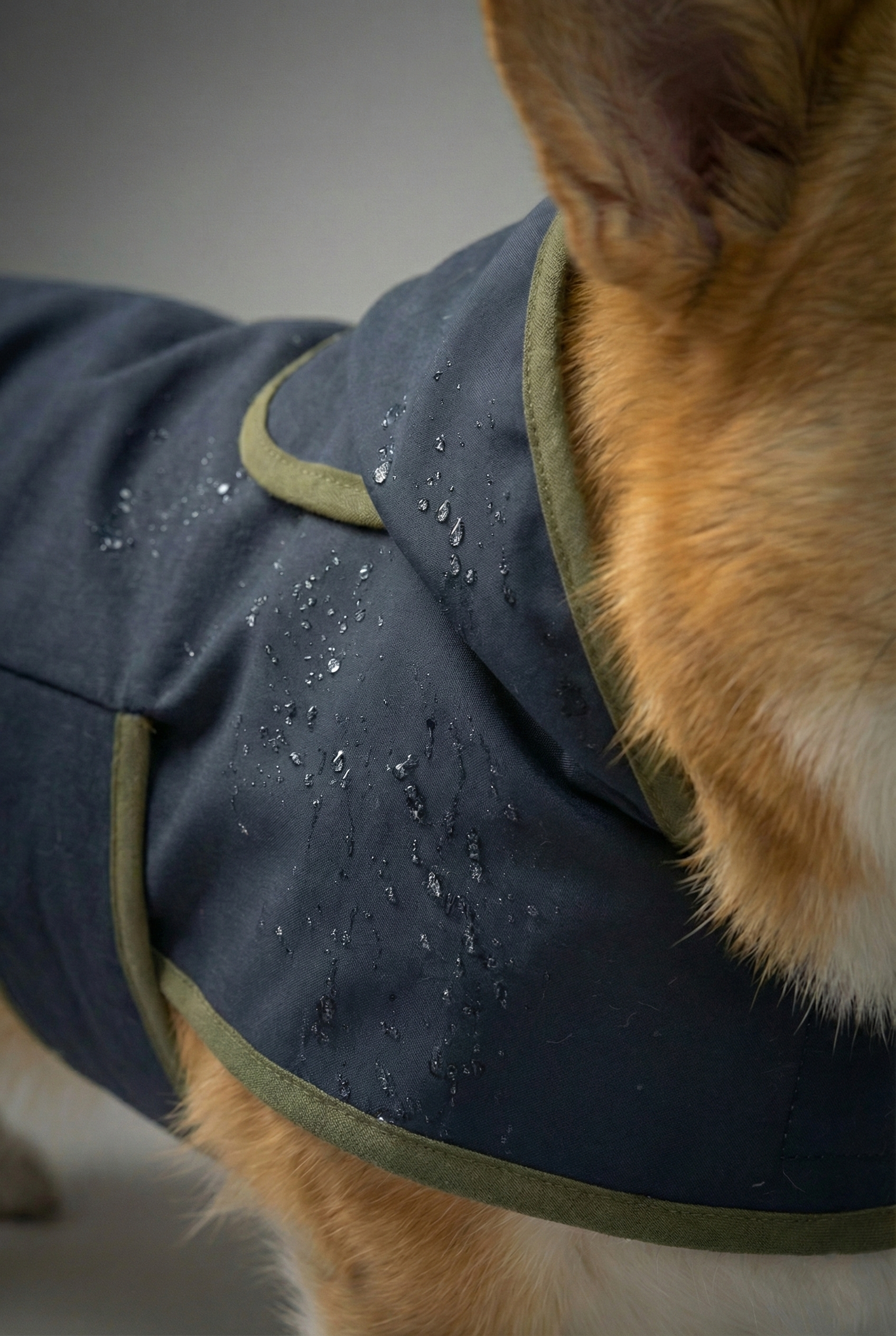 RainGuard Serisi: Su İtici Kumaş Köpek Yağmurluğu