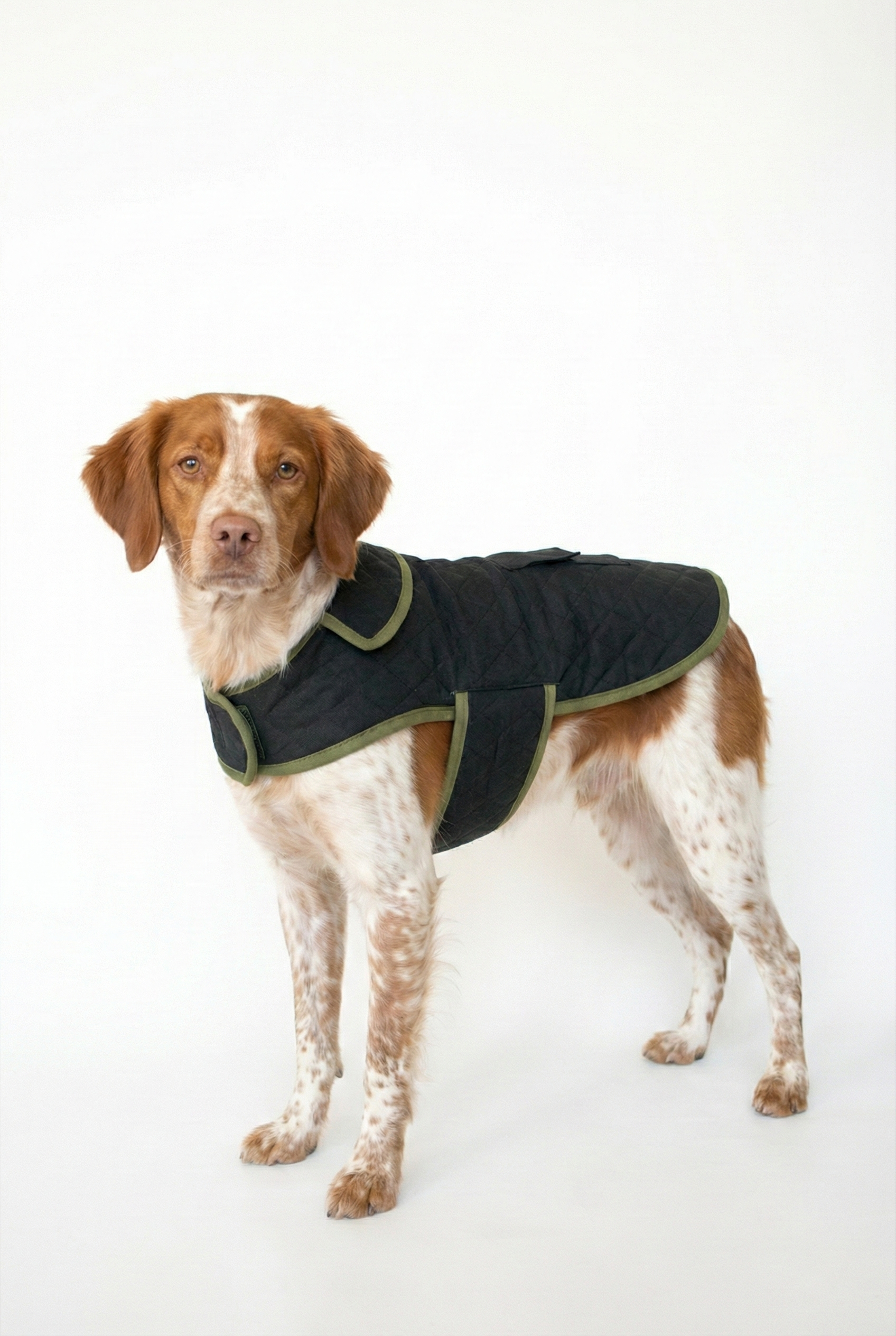 NobleDog siyah kapitone köpek montu arkadan görünüm cepli ve cırt bantlı kışlık köpek kıyafeti